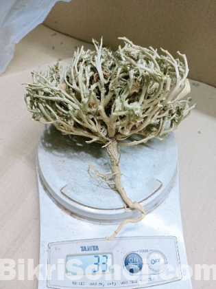 মরিয়ম ফুল বড় সাইজ